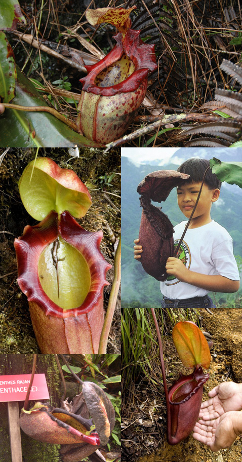        <i>Nepenthes rajah</i>,   ,      . ,        <i>N. rajah</i>  ,   , –    ( Wikimedia Commons).